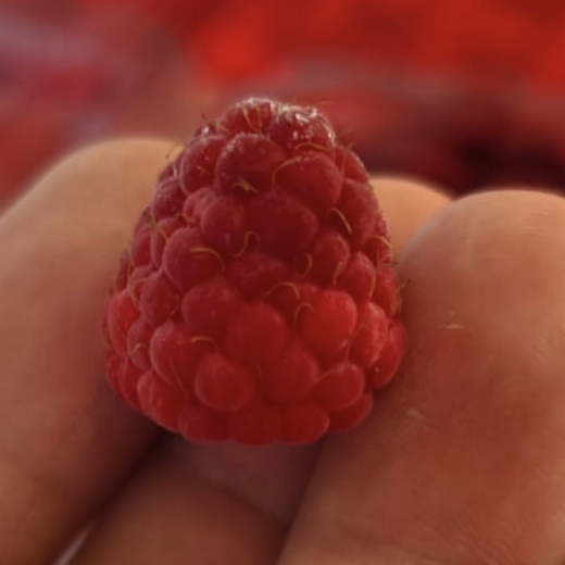 Polka Ahududu ( frambuaz) görsel 3